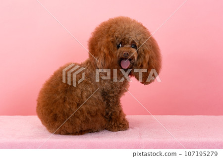 玩具貴賓犬 107195279