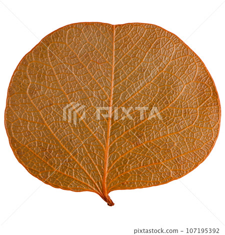 Autumn leaf 107195392