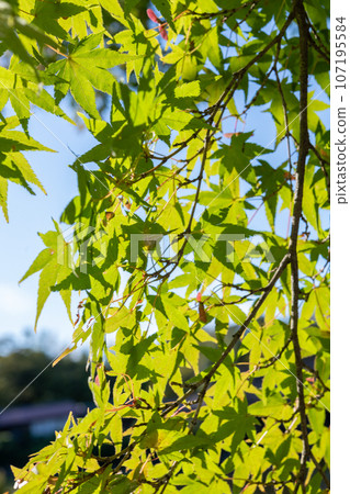 Maple leaves shining in the backlight Maple leaves shining in the backlight 107195584