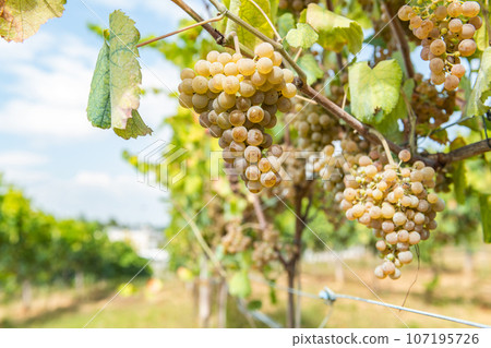 Vineyards on the field Vineyards on the field 107195726