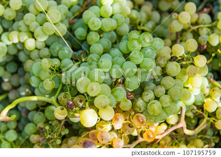 Vineyards on the field 107195759