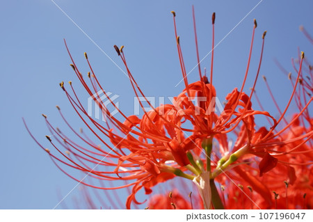 秋天的彼岸花盛開 107196047