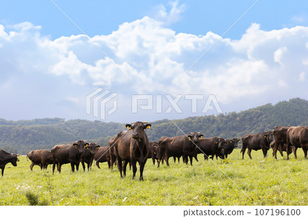 Herd of cows on a plateau ranch 107196100