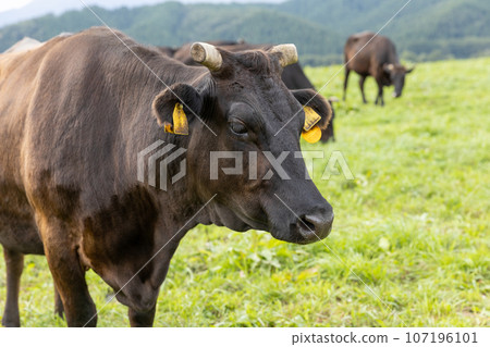 Herd of cows on a plateau ranch Herd of cows on a plateau ranch 107196101