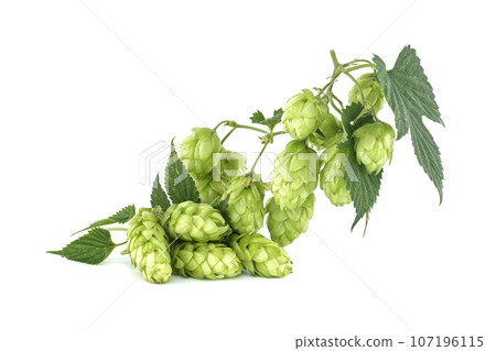Hop branches with green leaves isolated on white Hop branches with green leaves isolated on white 107196115