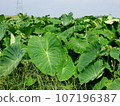 Scenery of taro field 107196387