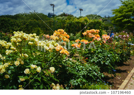Pink roses in the park 107196460