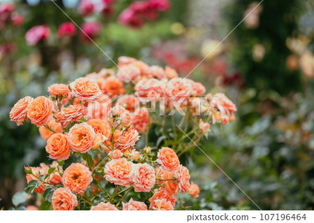 Pink roses in the park Pink roses in the park 107196464