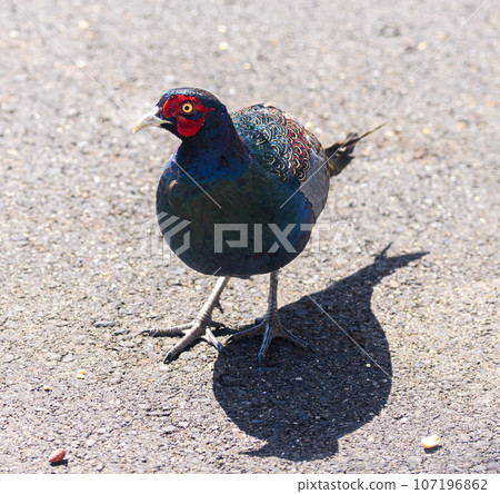 Wild pheasant (male) Wild pheasant (male) 107196862
