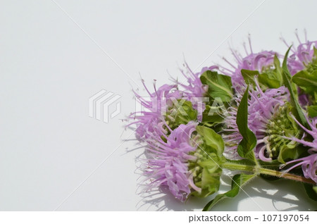 Pink monarda flowers 107197054