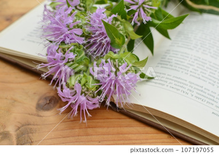 Pink monarda flowers and foreign books 107197055