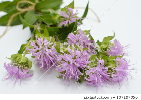 Bouquet of pink Monarda on a white background 107197056