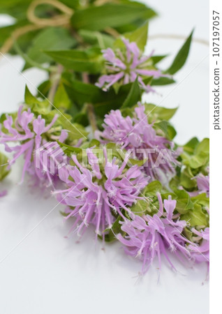 Bouquet of pink Monarda on a white background Bouquet of pink Monarda on a white background 107197057
