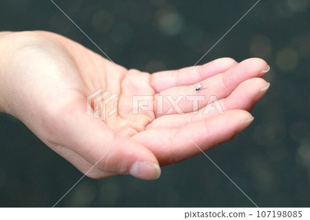 A snow bug perches on a child's hand A snow bug perches on a child's hand 107198085