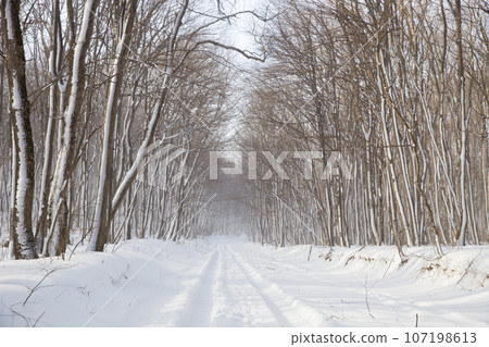 Winter road 107198613