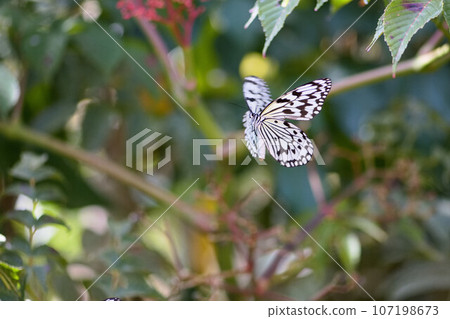 Great white butterfly in flight 107198673