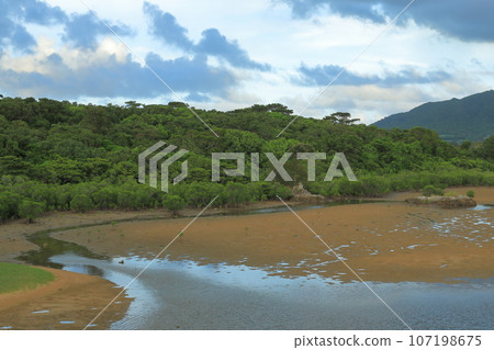View of the mangrove forest on the tidal flats of Nagura Ambar, Ishigaki Island 107198675