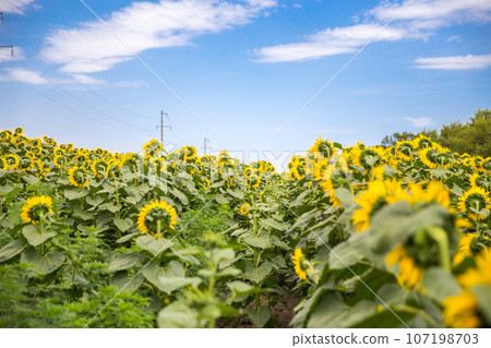 Close up of sunflower, Sunflower and sky Close up of sunflower, Sunflower and sky 107198703