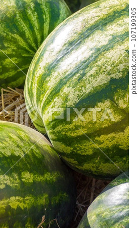 Pile of Green Organic Ripe Watermelons In The Farmers Market. Fruit Background. Pile of Green Organic Ripe Watermelons In The Farmers Market. Fruit Background. 107199305
