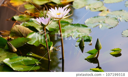漂浮在水面上的睡蓮花看起來很輕鬆 107199318