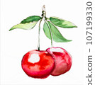 Hand drawn watercolor painting cherry on white background 107199330