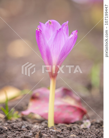 Autumn purple crocuses bloomed above the ground. Autumn purple crocuses bloomed above the ground. 107199447