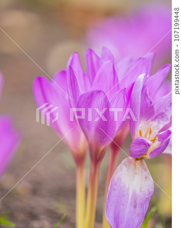 Autumn purple crocuses bloomed above the ground. Autumn purple crocuses bloomed above the ground. 107199448