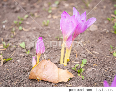 Autumn purple crocuses bloomed above the ground. Autumn purple crocuses bloomed above the ground. 107199449
