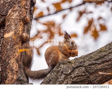 The squirrel with nut sits on tree in the autumn. Eurasian red squirrel, Sciurus vulgaris. 107199451