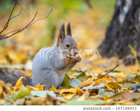Autumn squirrel with nut sits on green grass with fallen yellow leaves 107199453