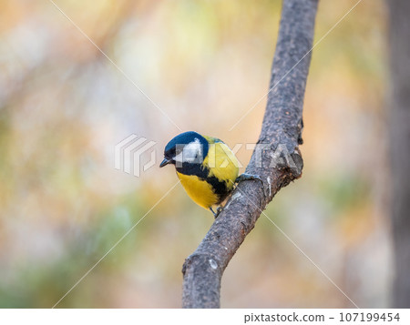 Cute bird Great tit, songbird sitting on the branch with blured background 107199454