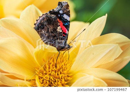 Indian red admiral butterfly, Vanessa vulcania, collects nectar on a yellow flower closeup. 107199467