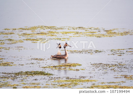 Mating games of two water birds Great Crested Grebes. Two waterfowl birds Great Crested Grebes swim in the lake with heart shaped silhouette Mating games of two water birds Great Crested Grebes. Two waterfowl birds Great Crested Grebes swim in the lake with heart shaped silhouette 107199494
