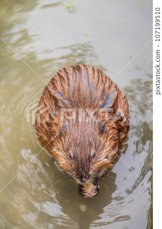 Wild animal Muskrat, Ondatra zibethicuseats, eats on the river bank 107199510
