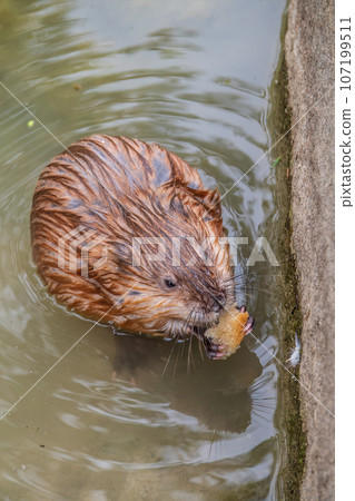 Wild animal Muskrat, Ondatra zibethicuseats, eats on the river bank Wild animal Muskrat, Ondatra zibethicuseats, eats on the river bank 107199511