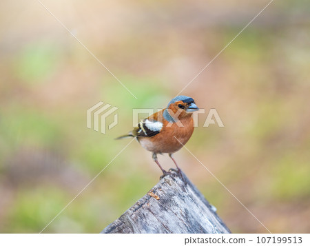Common chaffinch, Fringilla coelebs, sits on a tree. Common chaffinch in wildlife. 107199513