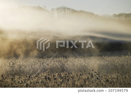 暴風雨在清晨的陽光下閃閃發光 107199579