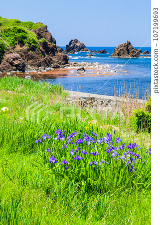 [Niigata Prefecture, Sado, Sotokaifu] Blue sea and natural seaweed, early summer Sado May June 107199693