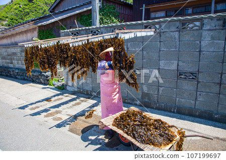 [Niigata Prefecture, Sado, Sotokaifu] Blue sea and natural seaweed, early summer Sado May June 107199697