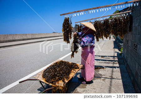 [Niigata Prefecture, Sado, Sotokaifu] Blue sea and natural seaweed, early summer Sado May June 107199698