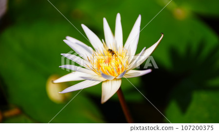 yellow water lily and shadow 107200375