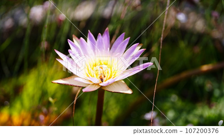 白紫色睡蓮自由綻放 白紫色睡蓮自由綻放 107200376