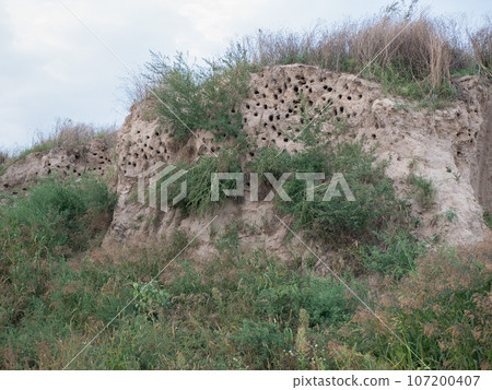 High sandy hill full of the holes. Many birds nests. Environment teeming with birdlife 107200407