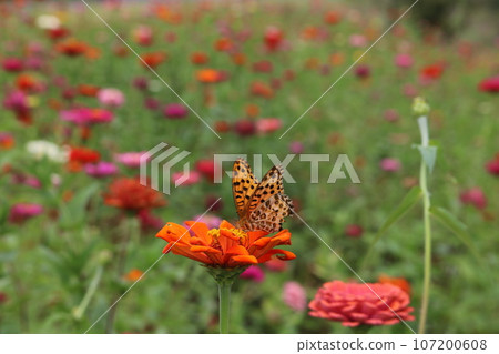 百日菊和 Ageha 蝴蝶將翅膀停在百日菊花上 107200608