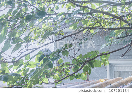 Image of heavy rain, forest, roadside tree material Image of heavy rain, forest, roadside tree material 107201184