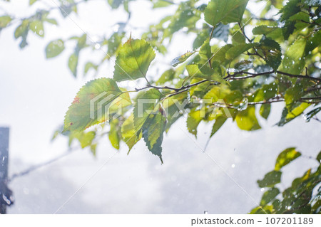 清新的綠色植物在雨中被淋濕的圖像 清新的綠色植物在雨中被淋濕的圖像 107201189
