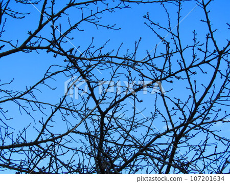 冬天的小樹林 107201634