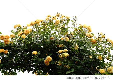 yellow, rose, arch, yellow rose, flower bed, colorful, colorful, care, Yokohama, tourism, Japan, hill overlooking the port, yellow, rose, arch, yellow rose, flower bed, colorful, colorful, care, Yokohama, tourism, Japan, hill overlooking the port, 107201800
