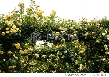 yellow, rose, arch, yellow rose, flower bed, colorful, colorful, care, Yokohama, tourism, Japan, hill overlooking the port, 107201801