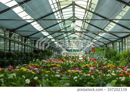 Premises of a green house, a greenhouse with flowers. 107202139